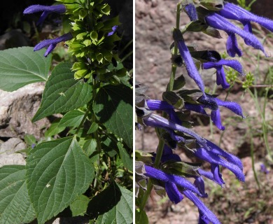 Salvia mexicana