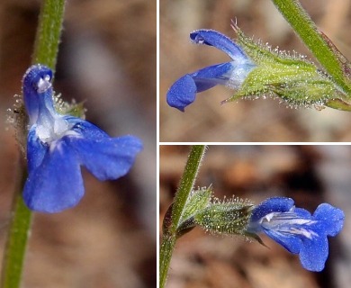 Salvia misella