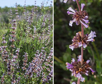 Salvia munzii