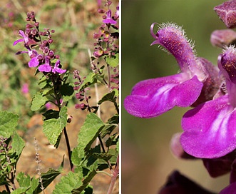 Salvia pinguifolia