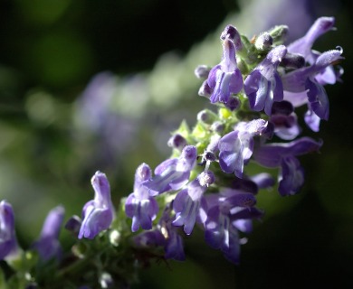 Salvia polystachya