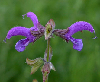 Salvia pratensis