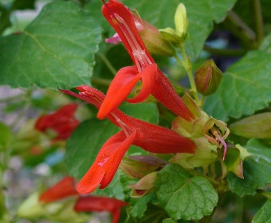 Salvia regla