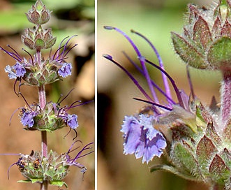 Salvia sonomensis