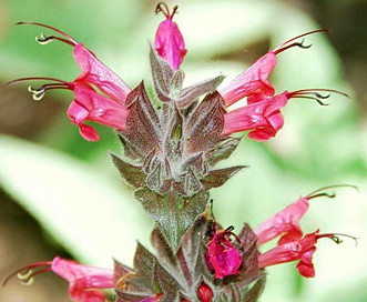 Salvia spathacea