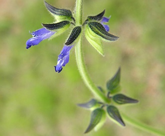 Salvia subincisa