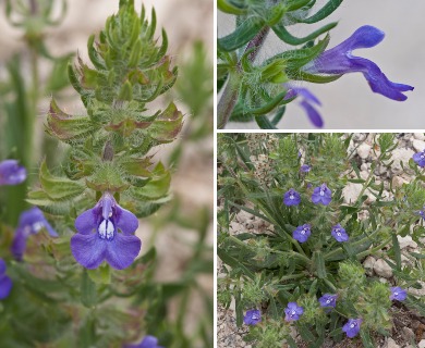 Salvia texana