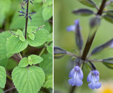 Salvia tiliifolia