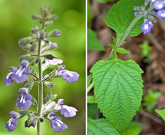 Salvia urticifolia