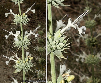 Salvia vaseyi