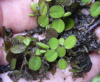 Salvinia minima