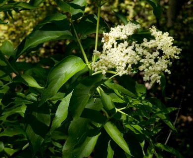 Sambucus cerulea