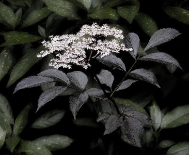 Sambucus nigra