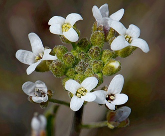 Sandbergia whitedii