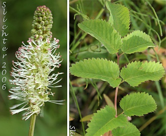 Sanguisorba canadensis