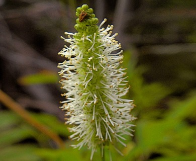 Sanguisorba stipulata