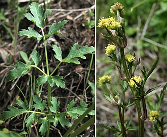 Sanicula bipinnata