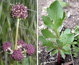 Sanicula bipinnatifida