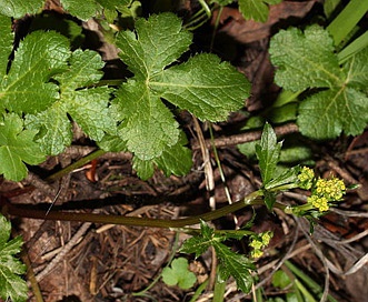 Sanicula crassicaulis