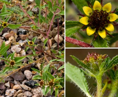 Sanvitalia procumbens