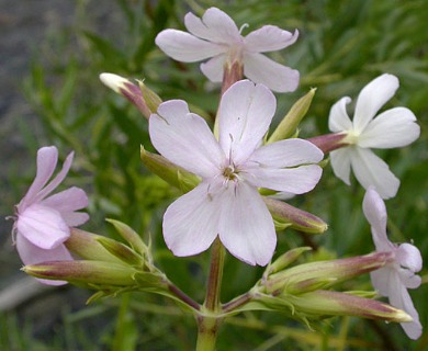 Saponaria officinalis