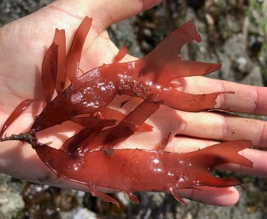 Sarcodiotheca furcata