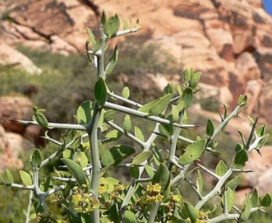 Sarcomphalus obtusifolius