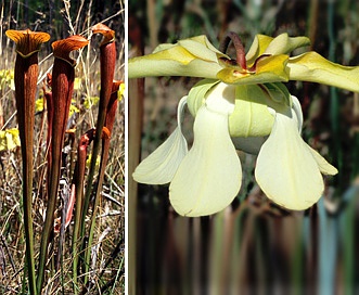 Sarracenia alata