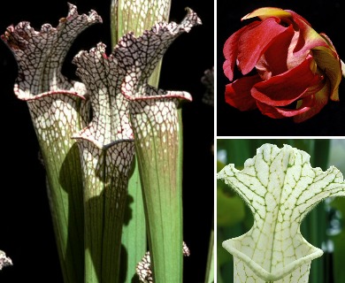 Sarracenia leucophylla