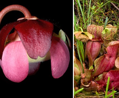 Sarracenia rosea