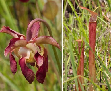 Sarracenia rubra