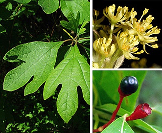 Sassafras albidum