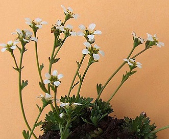 Saxifraga adscendens