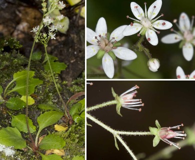 Saxifraga careyana