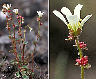 Saxifraga cernua