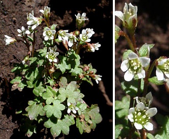 Saxifraga debilis