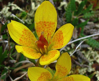 Saxifraga hirculus