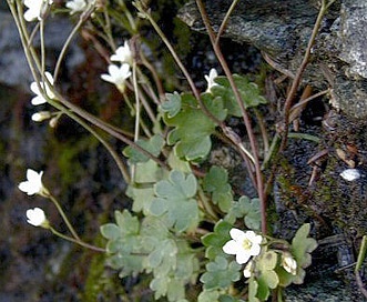 Saxifraga hyperborea