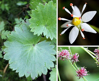 Saxifraga mertensiana