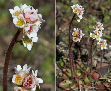 Saxifraga texana