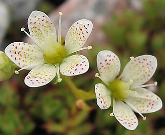 Saxifraga tricuspidata