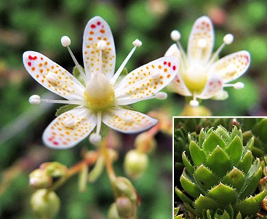 Saxifraga vespertina