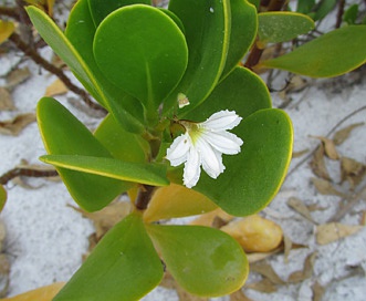 Scaevola plumieri