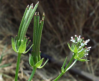 Scandix pecten-veneris