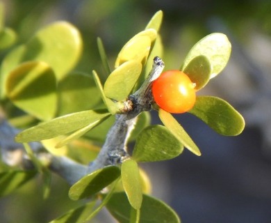 Schaefferia cuneifolia