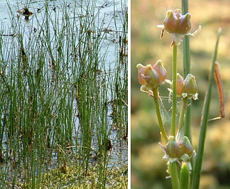 Scheuchzeria palustris