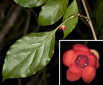 Schisandra glabra