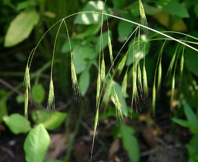 Schizachne purpurascens