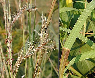 Schizachyrium scoparium