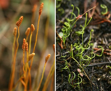 Schizaea pusilla